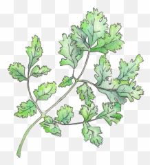 Illustration U2014 Christi Difrank - Leaf Vegetable Png,Cilantro Png