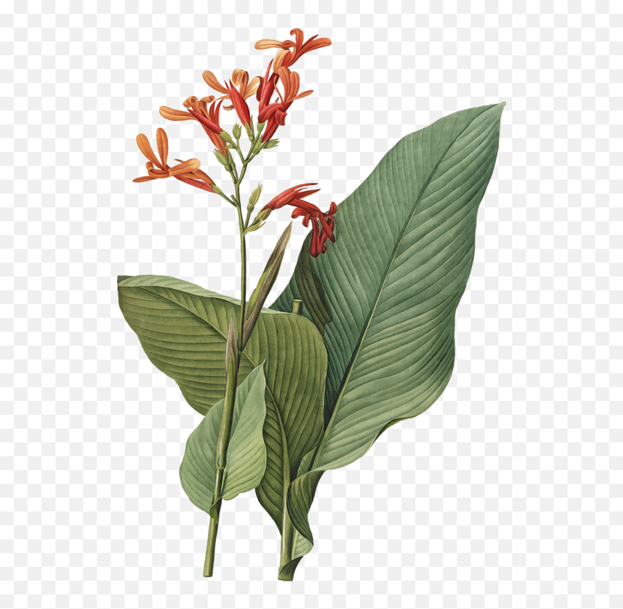 Download Plant Flower Botanical Illustration Free Png Hq - Tropical Botanical Prints,Plant Pngs