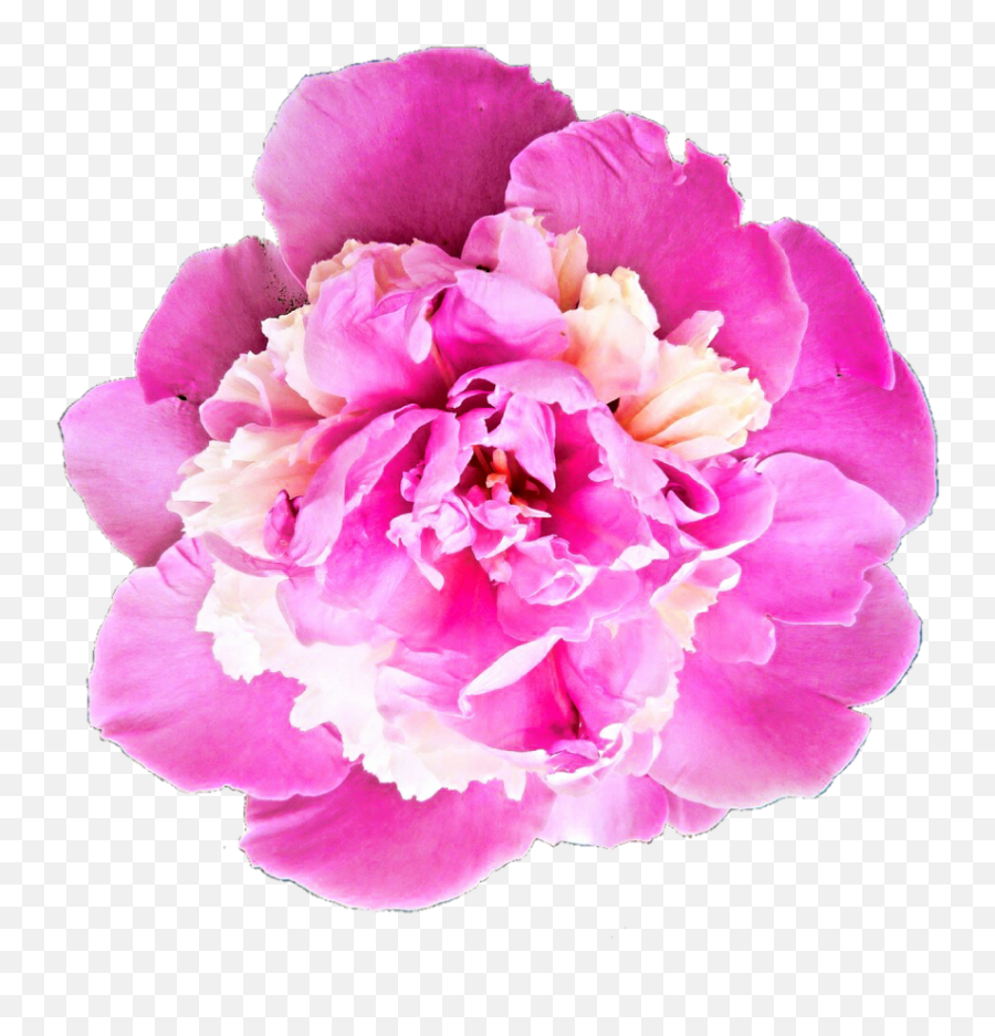 Desktop Aljanh - Bhavpurna Shraddhanjali Flower Png,Peonies Png