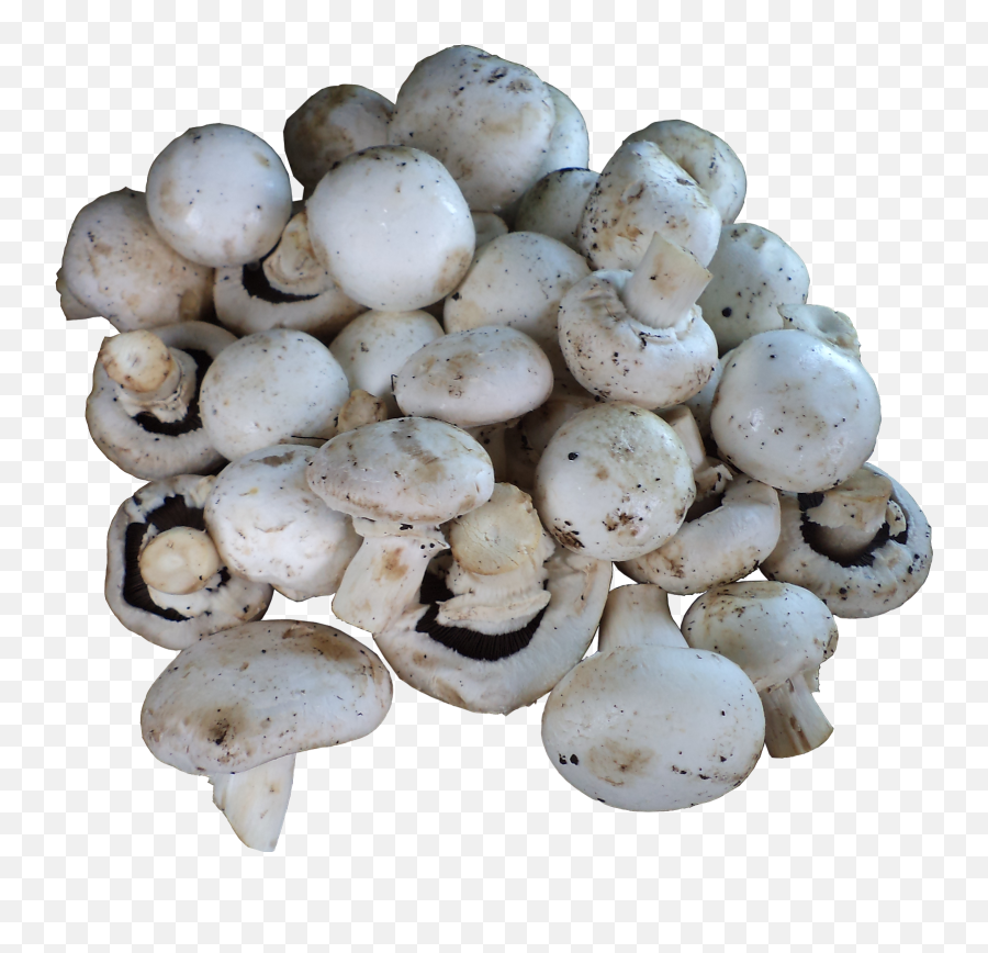 Download 1 Mushrooms Button Milky Oyster Shitake - Champignon Mushroom Png,Mushrooms Png