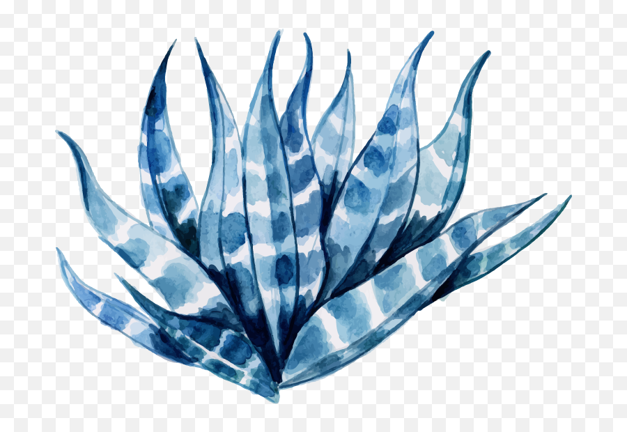Free Png Watercolor Floral - Konfest Agave Azul,Aloe Png
