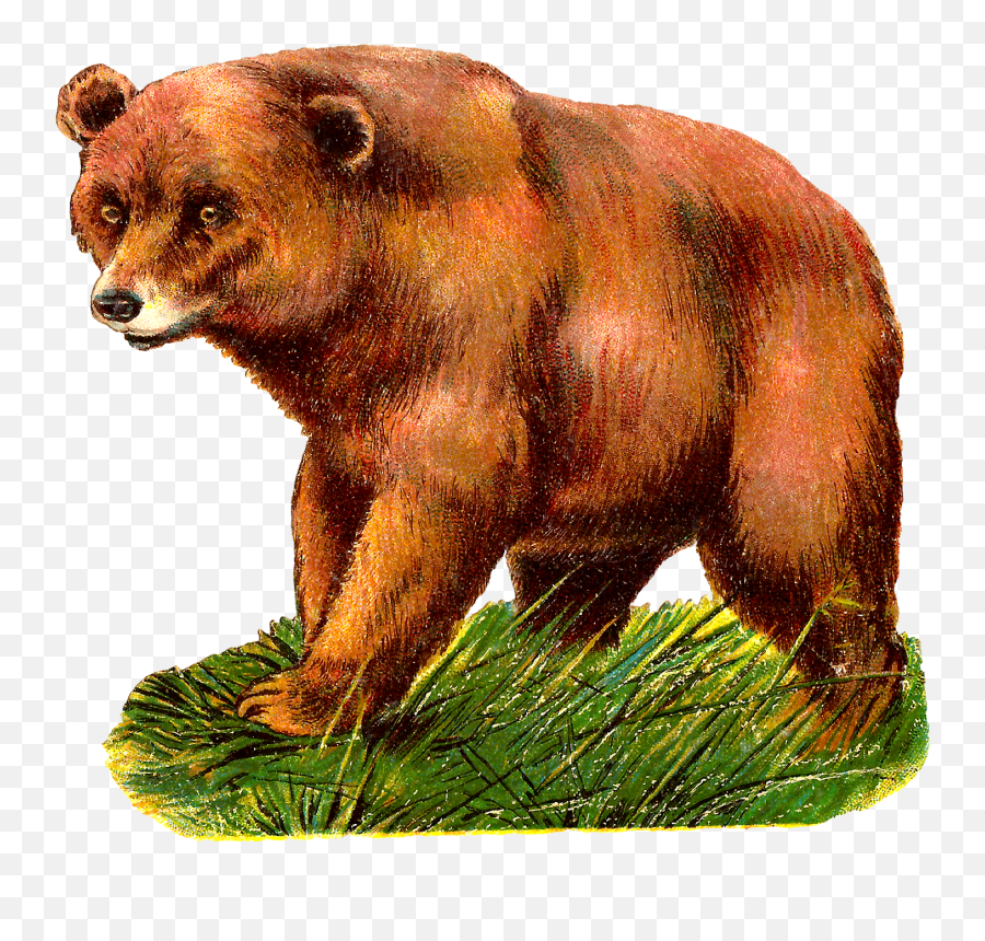 Grizzly Bear Alaska Peninsula Brown Clip Art - Bear Png Cliparts Kostenlos Grizzlybär,Bear Transparent Background