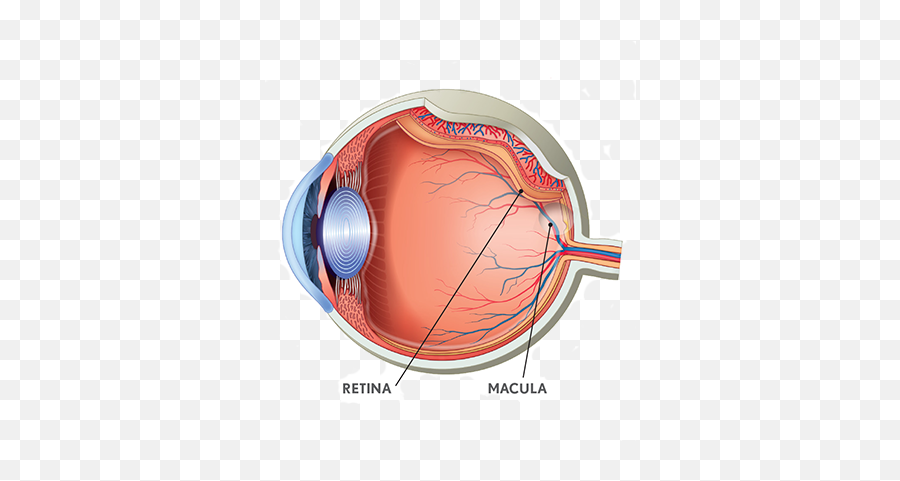 Advice For Eyecare - Szem Anatómiája Png,Human Eye Png