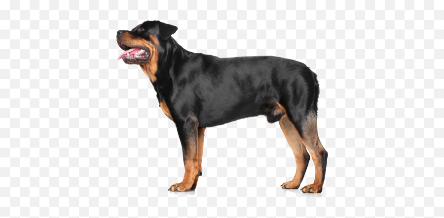 Rottweiler Facts And Information Petcoach - Rottweiler Strong No Background Png,Rottweiler Png