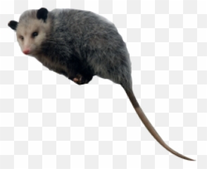 30 Possum Clipart Free Clip Art Stock - Png Opossum,Possum Transparent