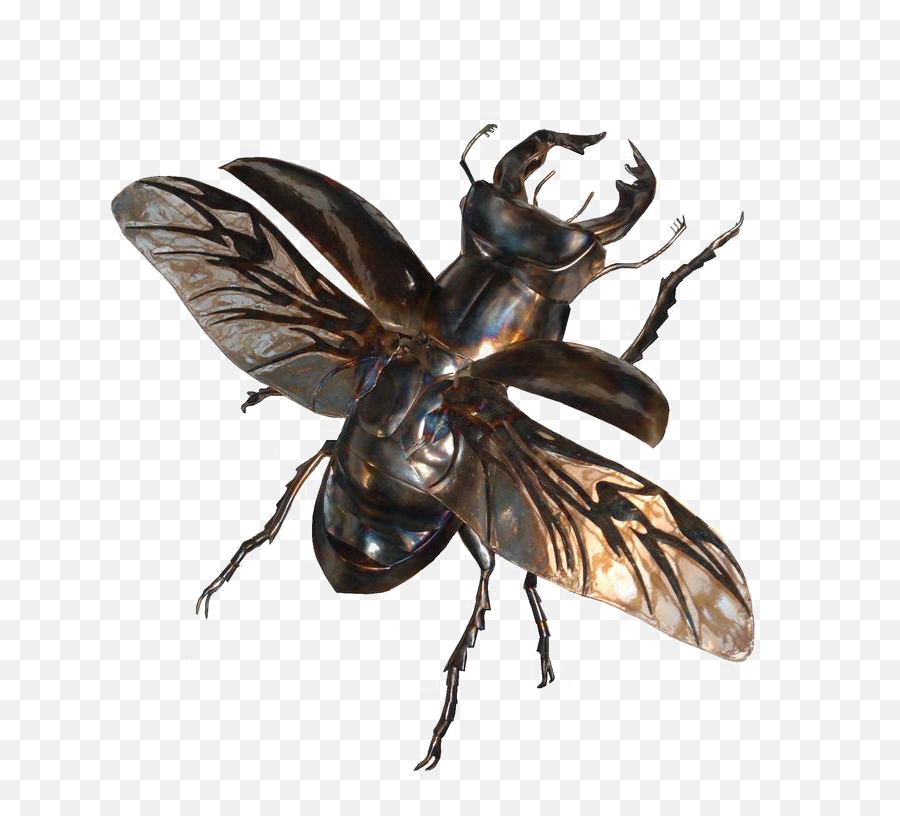 Flying Bug Png Image Background - Flying Stag Beetle Uk,Flying Png