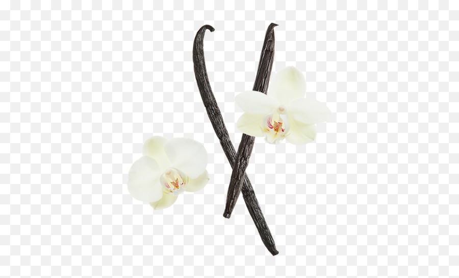 Vanilla Bean - Artificial Flower Png,Vanilla Bean Png