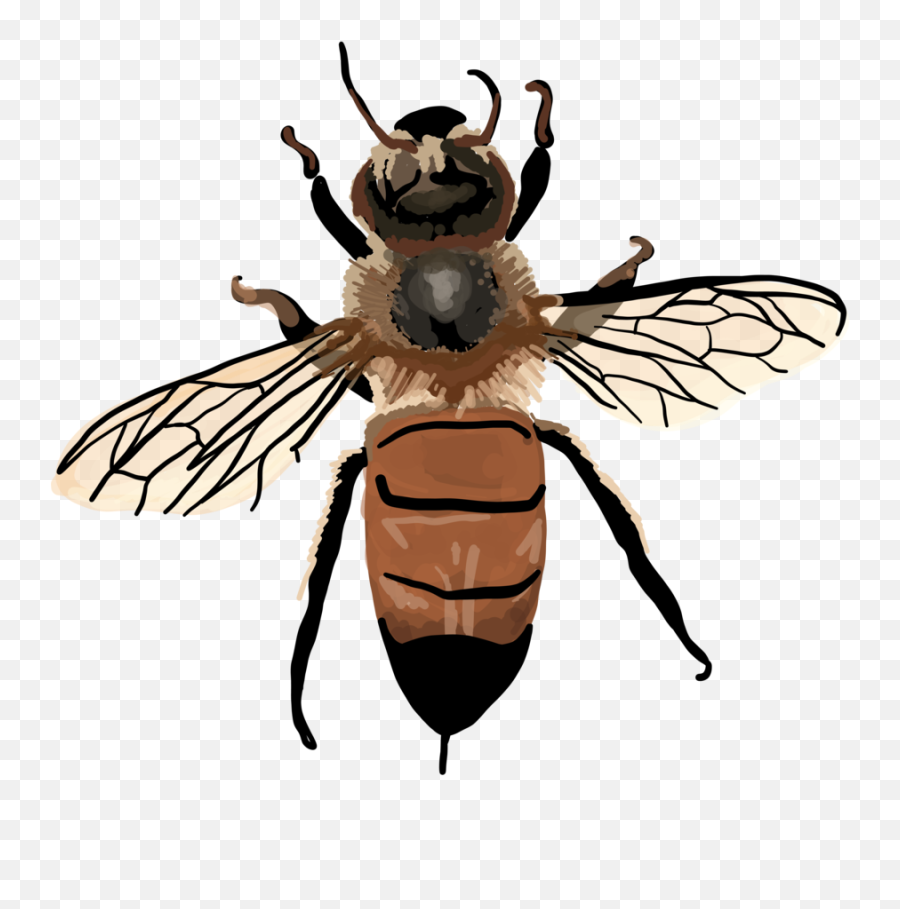 Apis Mellifera - Vintage Honey Bee Clipart Full Size Png Apis Mellifera Clip Art,Bee Clipart Png