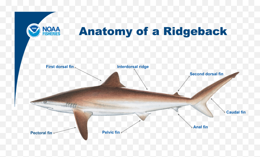 Identifying Ridgeback Sharks Noaa Fisheries - Squaliformes Png,Shark Transparent