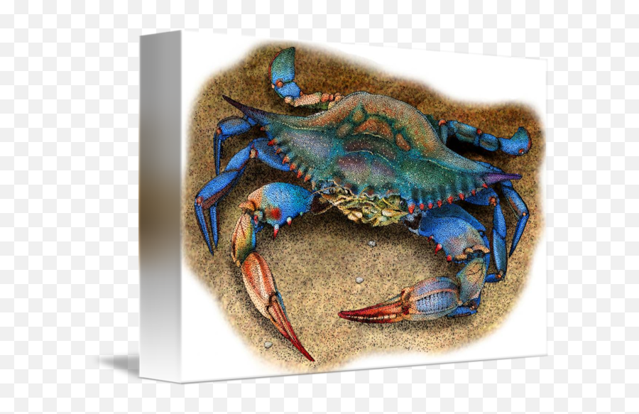 Atlantic Or Chesapeake Blue Crab By Roger Hall - Chesapeake Blue Crab Png,Blue Crab Png