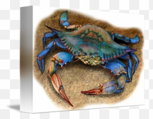 Atlantic Or Chesapeake Blue Crab By Roger Hall - Chesapeake Blue Crab Png,Blue Crab Png