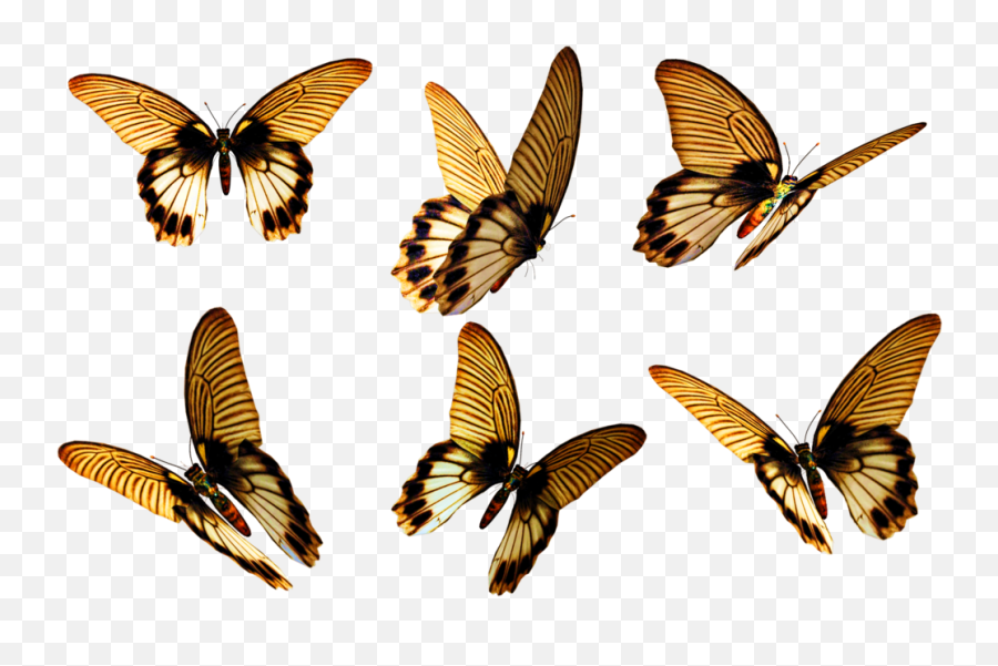 Download Flying Butterfly Png Free - Insect Wings Butterfly Stock Png,Flying Butterfly Png