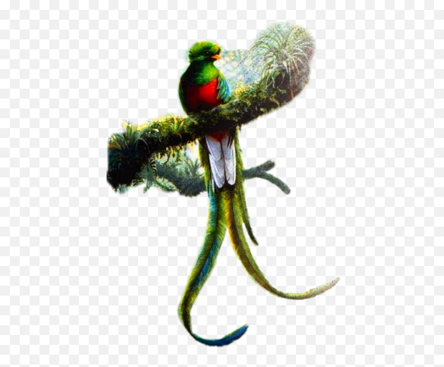 Download Resplendent Quetzal Art - Quetzal Art Png,Quetzal Png