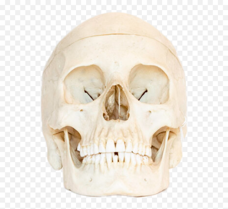 Shop By Category Jonsbones Responsibly Sourced Human - Scary Png,Icon Skulls
