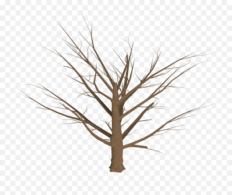 Tree Branch Plant - Tree Plan Png Download 12801028 Dead Plants Clip Art Png,Tree Plan Png