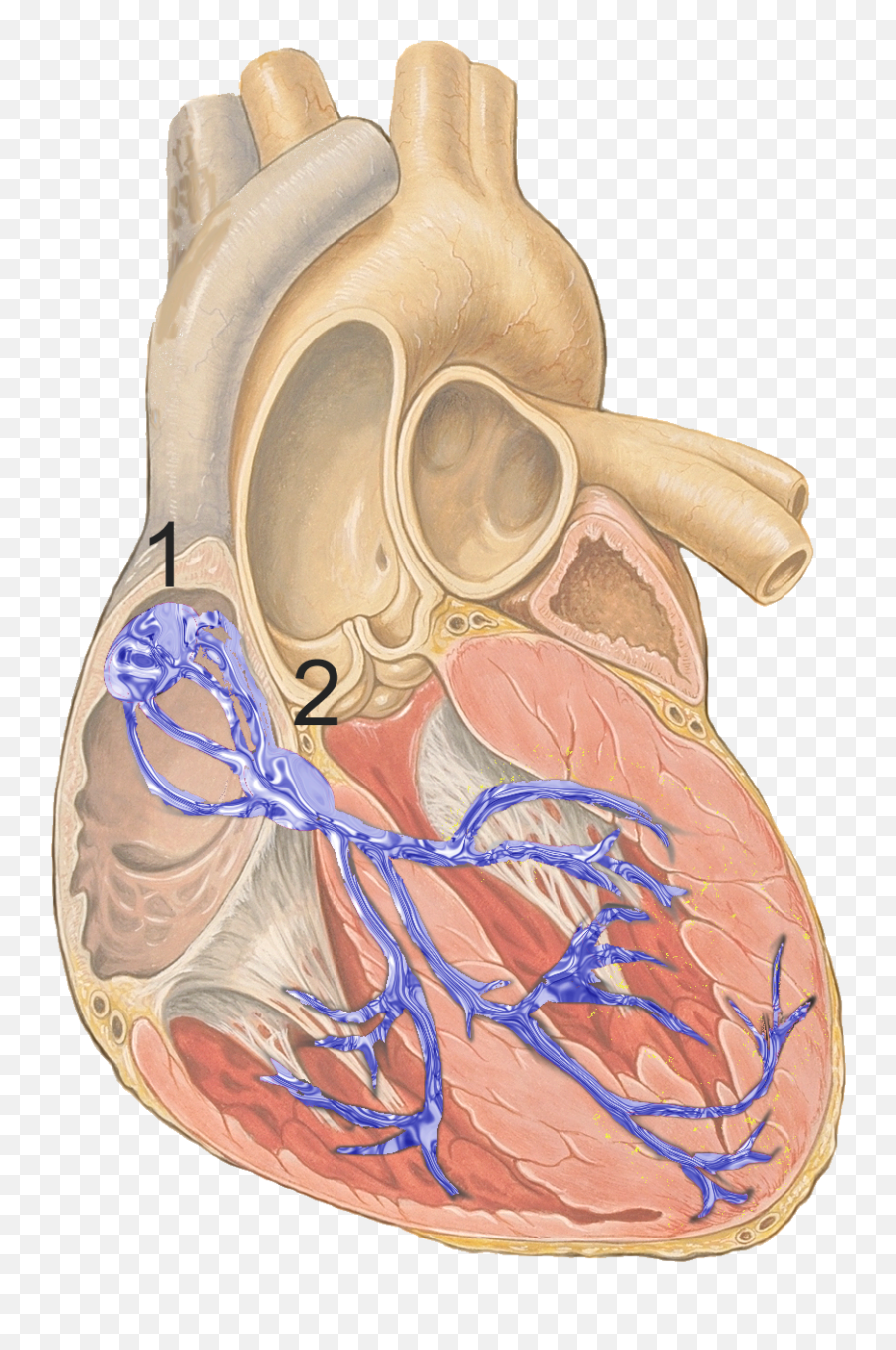 Sinoatrial Node - Left Bundle Branch Anatomy Png,Anatomical Heart Png