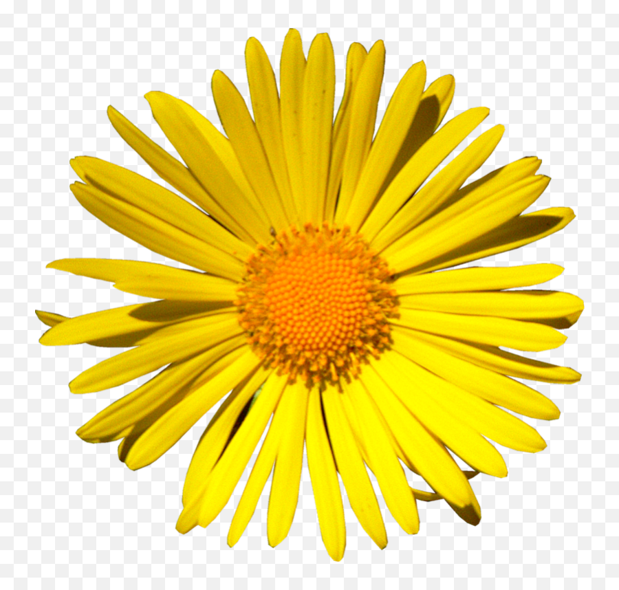 Yellow Daisy Png - Go To Image Srecan Rodjendan Drugarice Marguerite Daisy,Daisy Png