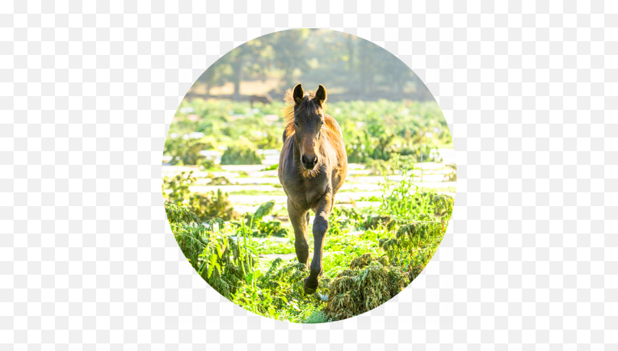 Meet The Animals - Usahempcom Mustang Png,Cappy Icon