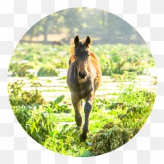 Meet The Animals - usahempcom Mustang png