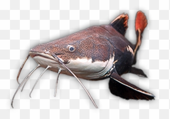 Catfish Logo Transparent Png - Transparent Catfish Png,Catfish Png