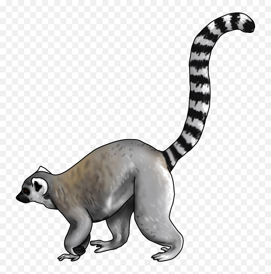 Lemur Png Download Image With - Ring Tailed Lemur Drawing,Lemur Png