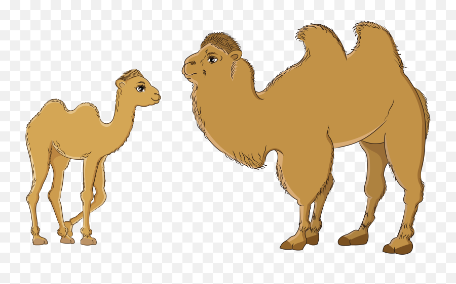 Dribbble - Temee01png By Ariunsanaa Arabian Camel,Camel Png