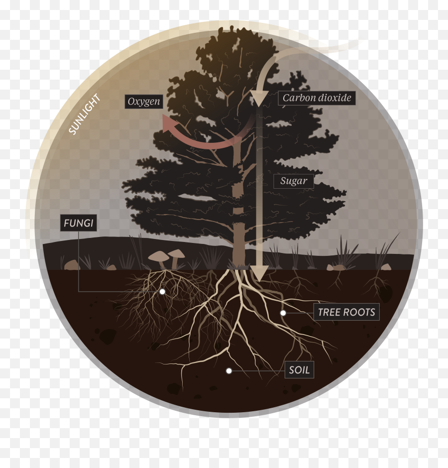 The Fungus Among Us - Tree Root Mycorrhiza Full Size Png Mushrooms Soil,Tree Roots Png