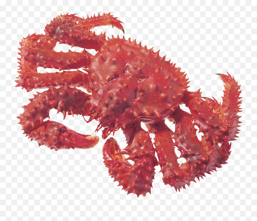 Crab Png Picture - King Grab Png,Crab Transparent