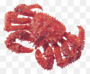 Crab Png Picture - King Grab Png,Crab Transparent