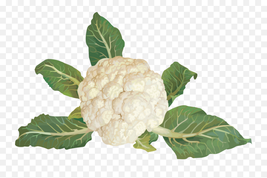 Cauliflower Png Image - Cowliflower Png,Cauliflower Png