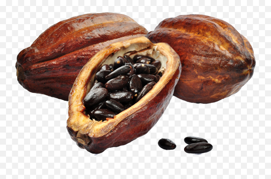 Cacao Name Png Ready - Cacao Png,Cocoa Png