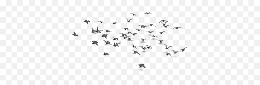 Flock Of Bird Png Photo Image Play - Flock,Bird Flock Png