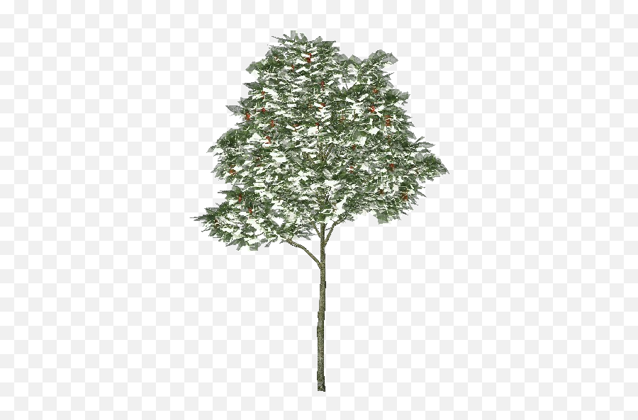 3d Trees - Rowan Tree Acca Software Red Pine Png,Evergreen Trees Png