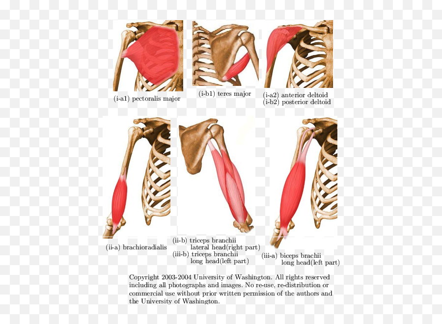 Muscles Of Arm Iantagonistic Mono - Articular Muscles Monoarticular Muscles Png,Joint Png