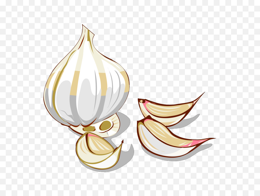 Transparent Png Images And Svg Vector - Clove Of Garlic Clipart,Garlic Transparent Background