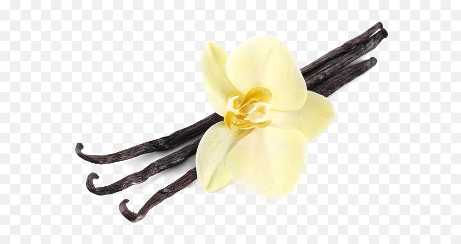 Bio Vanilla Bean Powder 125g - Vanilla Png,Vanilla Bean Png