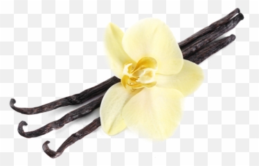 Bio Vanilla Bean Powder 125g - Vanilla Png,Vanilla Bean Png
