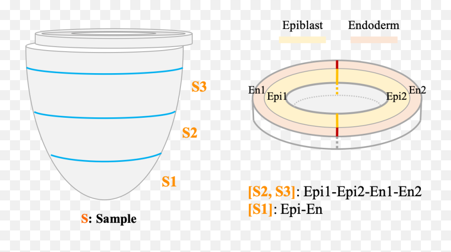 Itranscriptome - Vertical Png,Embryo Png