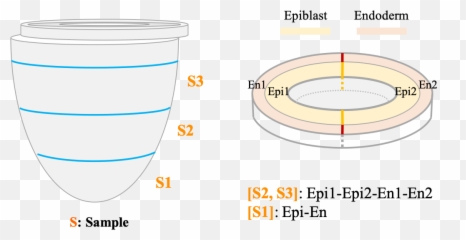 Itranscriptome - Vertical Png,Embryo Png