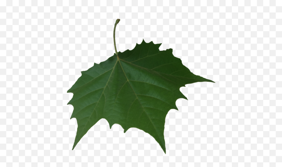 Png Falling Leaf Transparent Background - American Holly,Leaf Transparent Background
