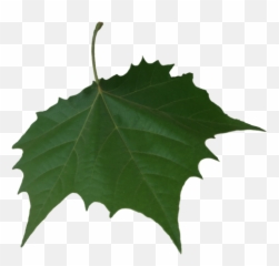 Png Falling Leaf Transparent Background - American Holly
