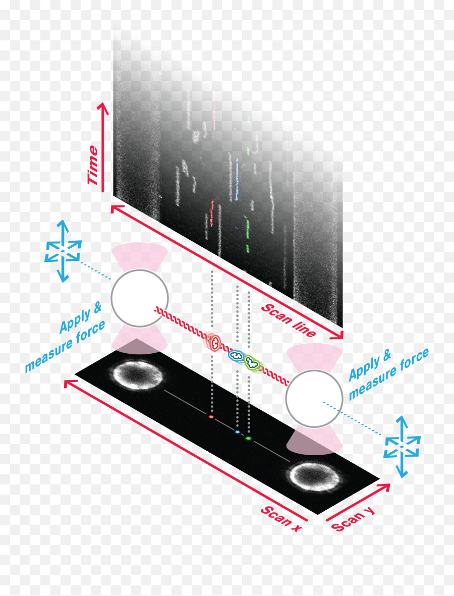 Working Principleillustrationc - Trap Lumicks Vertical Png,Trap Png