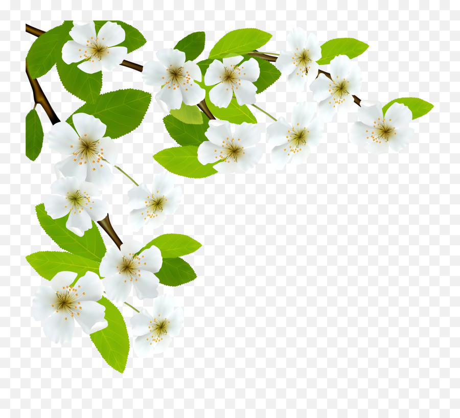 Download White Spring Branch Png Clipart Image - O Taste And See That The Lord,Spring Background Png