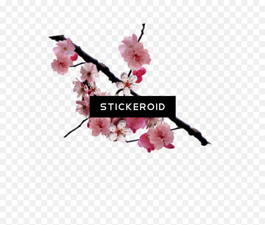 Download Cherry Blossom Flower - Cherry Blossom Png Image Transparent Cherry Blossom Overlay,Cherry Blossom Flower Png