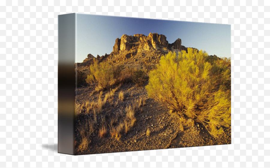 New Mexico Rocky Plateau And Desert Plant In Afte By Design Pics - Shrubland Png,Desert Plant Png
