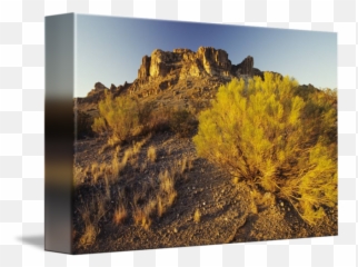 New Mexico Rocky Plateau And Desert Plant In Afte By Design Pics - Shrubland png