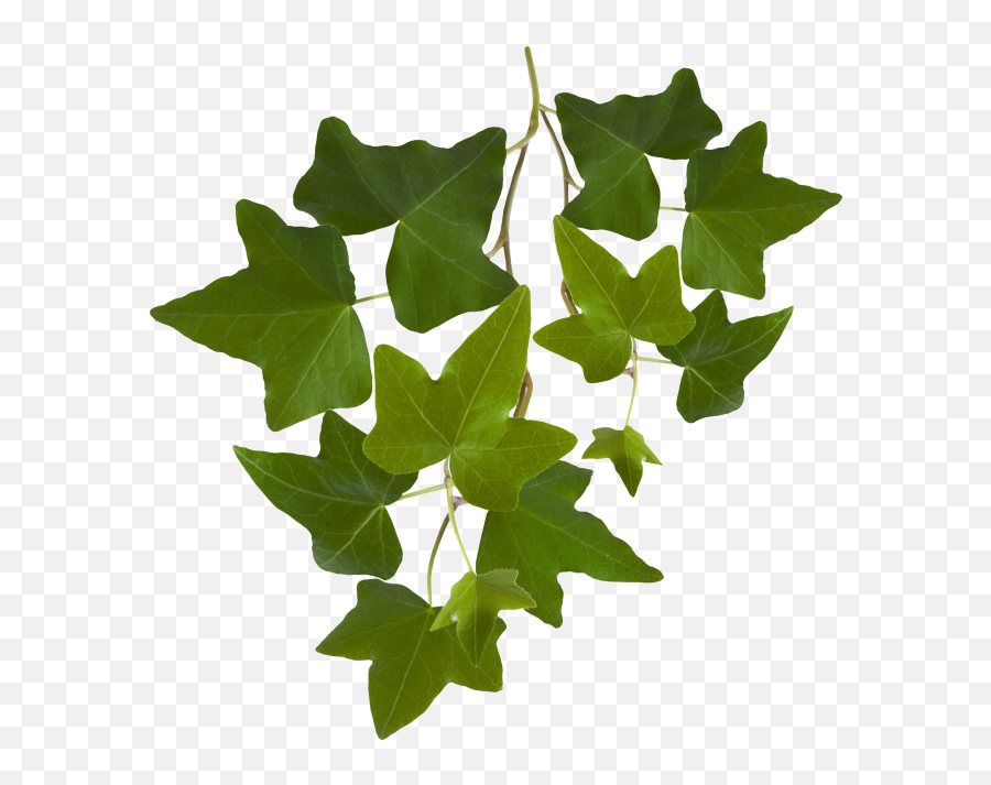 Leaf - Ivy Leaves Png,Ivy Leaf Png