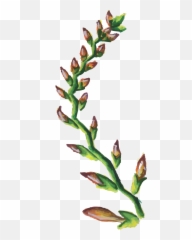 Free Png Watercolor Floral