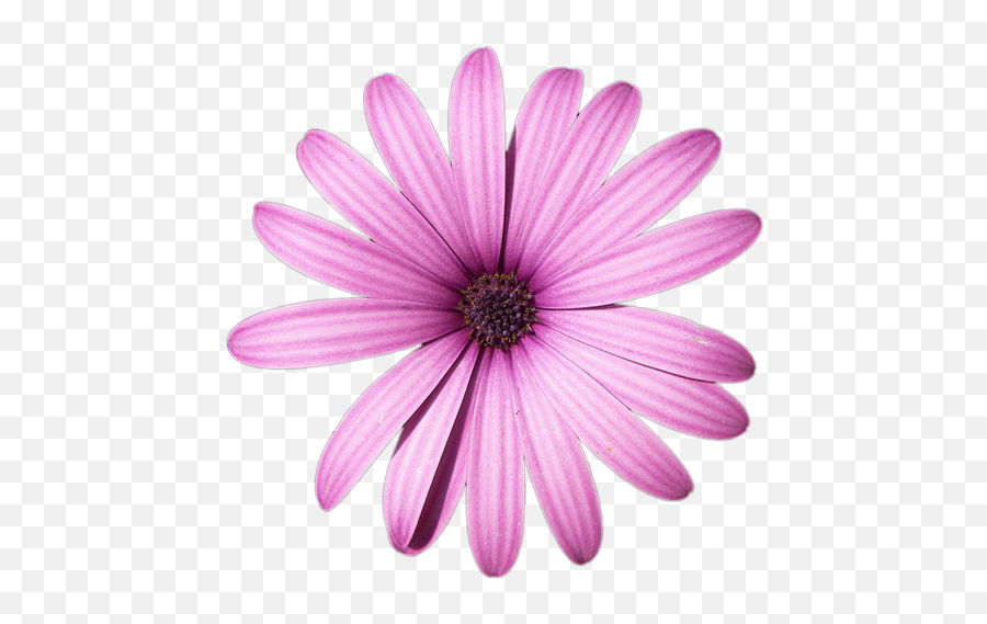 Daisy Purple Png High - Quality Image Png Arts Pink Flower,Daisy Png