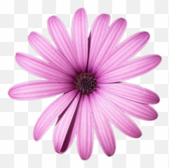 Daisy Purple Png High - Quality Image Png Arts Pink Flower,Daisy Png